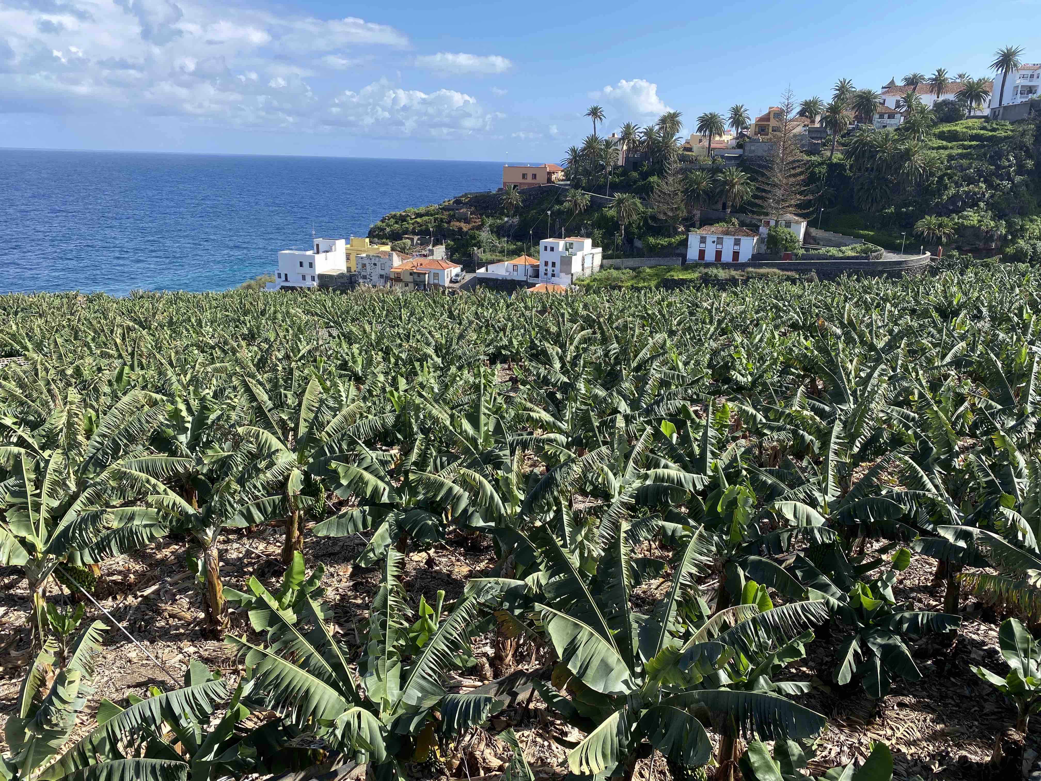 banánová plantáž na ostrově La Palma